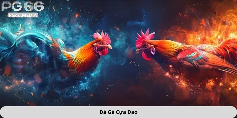 Đá gà cựa dao