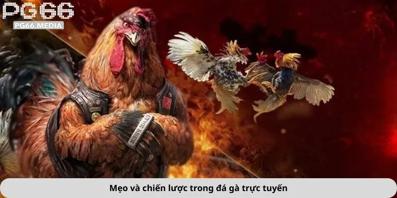 Mẹo và chiến lược trong đá gà trực tuyến