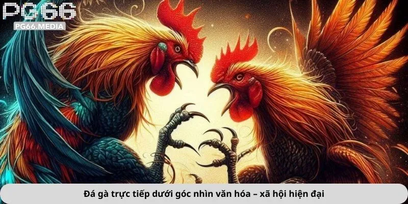 Đá gà trực tiếp dưới góc nhìn văn hóa – xã hội hiện đại