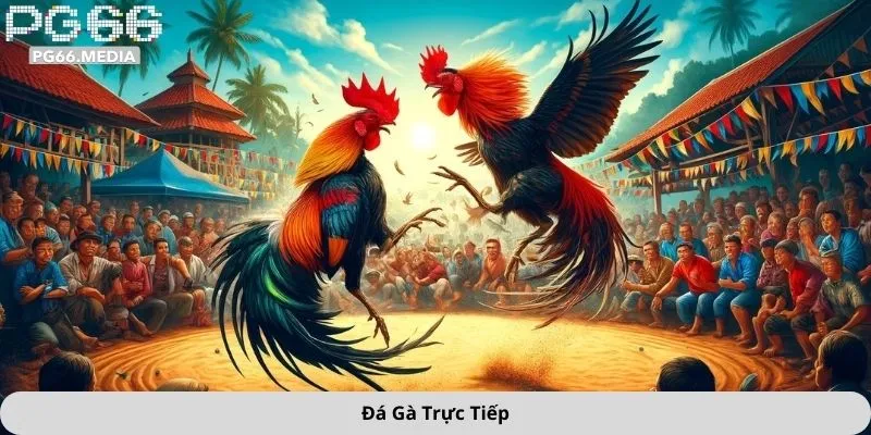 Đá gà trực tiếp